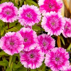Hvozdík pyšný 'Olivia Wild' - Dianthus superbus 'Olivia Wild'