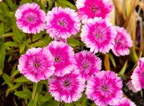 Hvozdík pyšný 'Olivia Wild' - Dianthus superbus 'Olivia Wild'