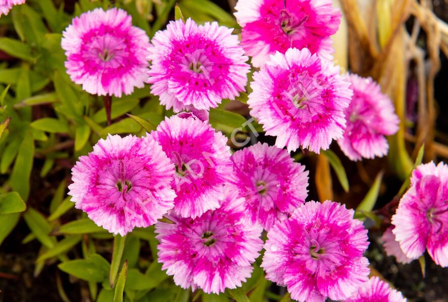 Hvozdík pyšný 'Olivia Wild' - Dianthus superbus 'Olivia Wild'