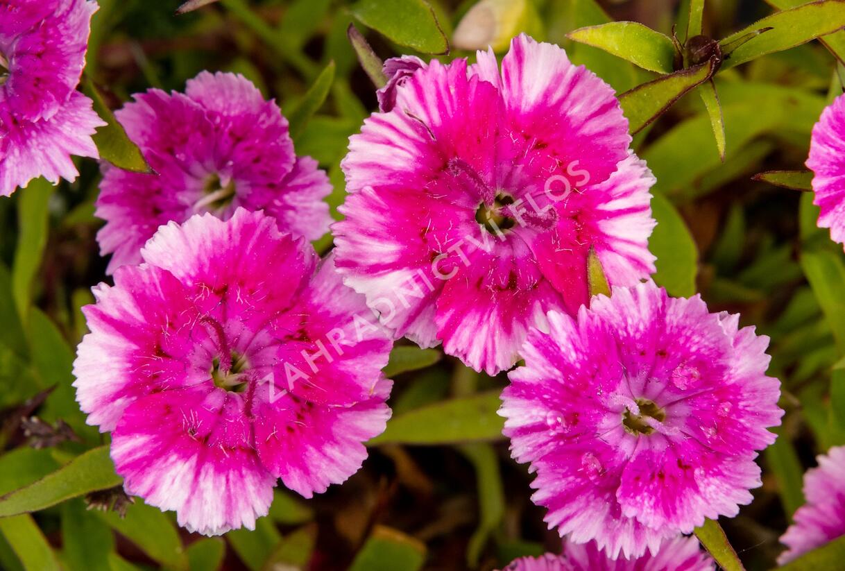 Hvozdík pyšný 'Olivia Wild' - Dianthus superbus 'Olivia Wild'
