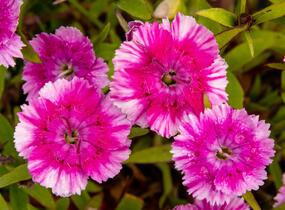 Hvozdík pyšný 'Olivia Wild' - Dianthus superbus 'Olivia Wild'