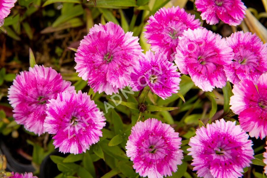Hvozdík pyšný 'Olivia Wild' - Dianthus superbus 'Olivia Wild'
