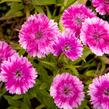 Hvozdík pyšný 'Olivia Wild' - Dianthus superbus 'Olivia Wild'