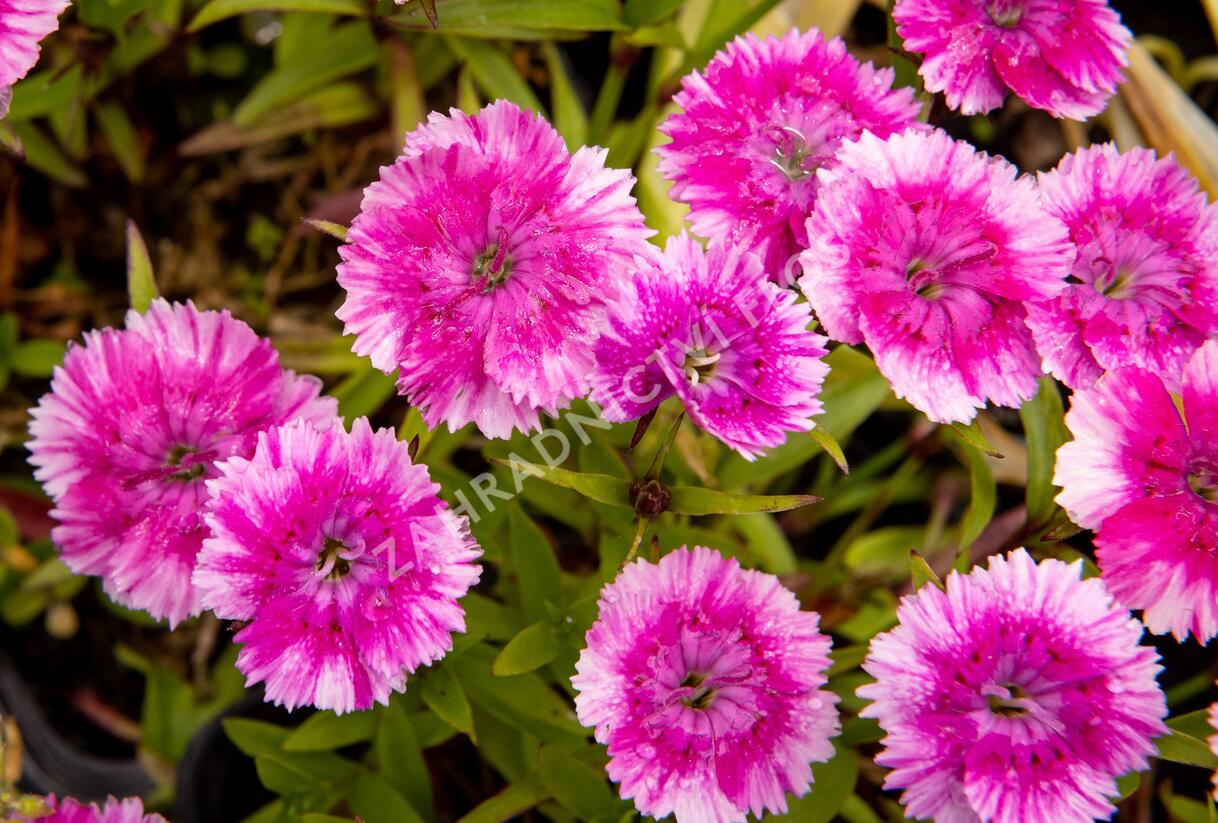 Hvozdík pyšný 'Olivia Wild' - Dianthus superbus 'Olivia Wild'