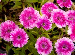 Hvozdík pyšný 'Olivia Wild' - Dianthus superbus 'Olivia Wild'