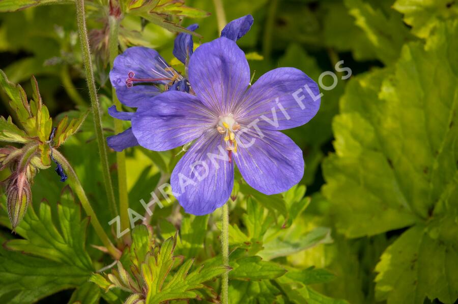 Kakost himalájský 'Johnson's Blue' - Geranium himalayense 'Johnson's Blue'