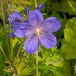 Kakost himalájský 'Johnson's Blue' - Geranium himalayense 'Johnson's Blue'