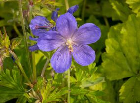 Kakost himalájský 'Johnson's Blue' - Geranium himalayense 'Johnson's Blue'