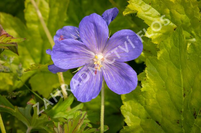 Kakost himalájský 'Johnson's Blue' - Geranium himalayense 'Johnson's Blue'