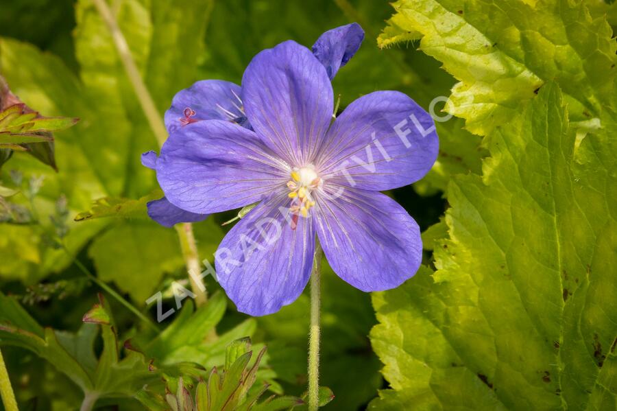 Kakost himalájský 'Johnson's Blue' - Geranium himalayense 'Johnson's Blue'