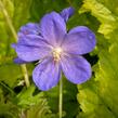 Kakost himalájský 'Johnson's Blue' - Geranium himalayense 'Johnson's Blue'