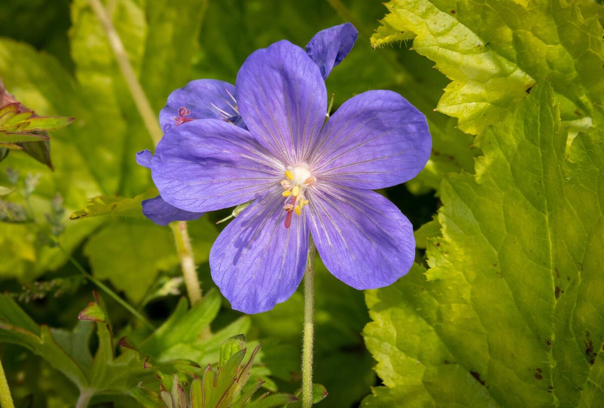 Kakost himalájský 'Johnson's Blue' - Geranium himalayense 'Johnson's Blue'
