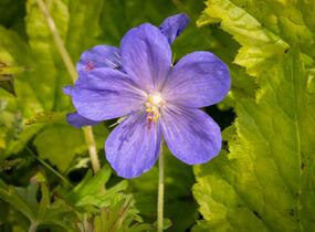 Kakost himalájský 'Johnson's Blue' - Geranium himalayense 'Johnson's Blue'