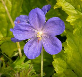 Kakost himalájský 'Johnson's Blue' - Geranium himalayense 'Johnson's Blue'