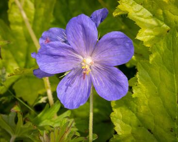 Kakost himalájský 'Johnson's Blue'