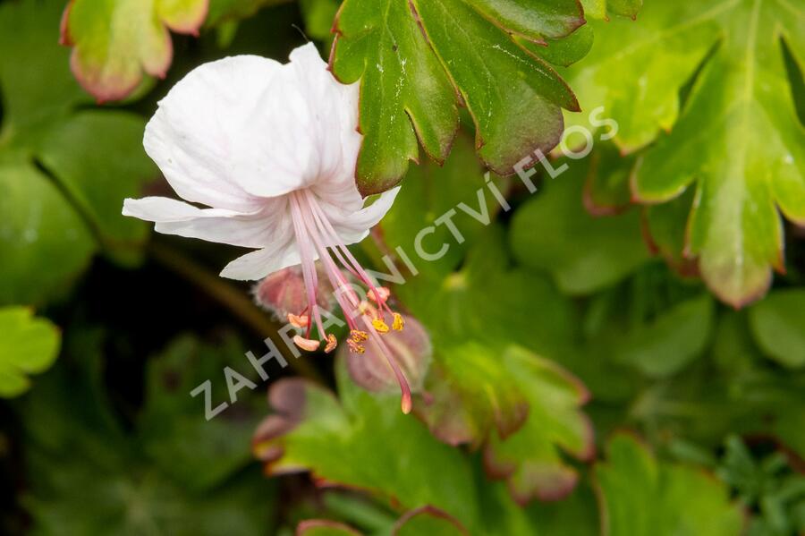 Kakost 'Lohfelden' - Geranium x cantabrigiense 'Lohfelden'