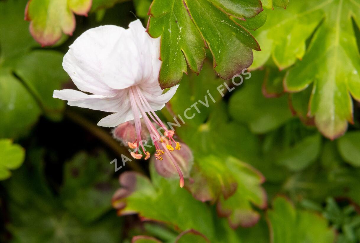 Kakost 'Lohfelden' - Geranium x cantabrigiense 'Lohfelden'
