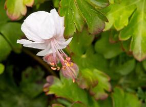 Kakost 'Lohfelden' - Geranium x cantabrigiense 'Lohfelden'