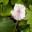 Kakost 'Lohfelden' - Geranium x cantabrigiense 'Lohfelden'