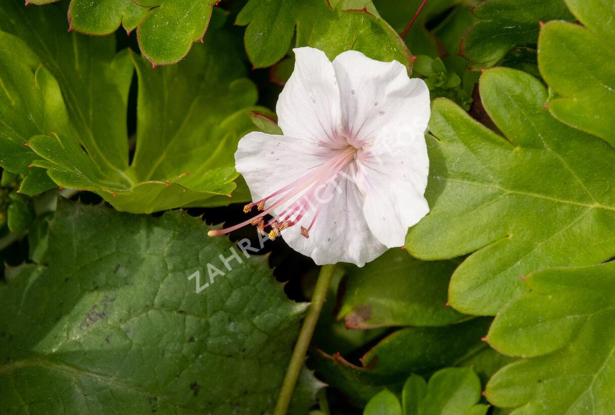 Kakost 'Lohfelden' - Geranium x cantabrigiense 'Lohfelden'
