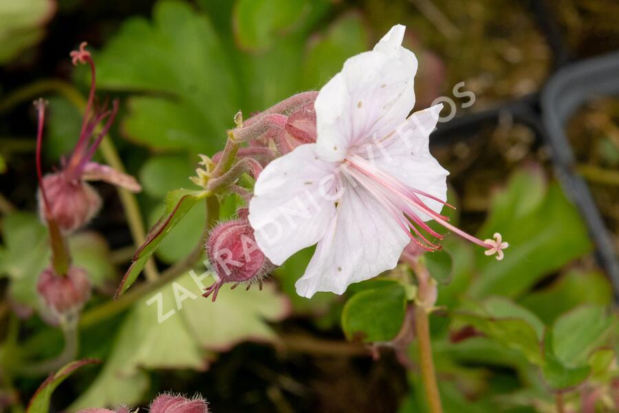 Kakost 'Lohfelden' - Geranium x cantabrigiense 'Lohfelden'