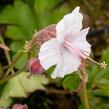 Kakost 'Lohfelden' - Geranium x cantabrigiense 'Lohfelden'