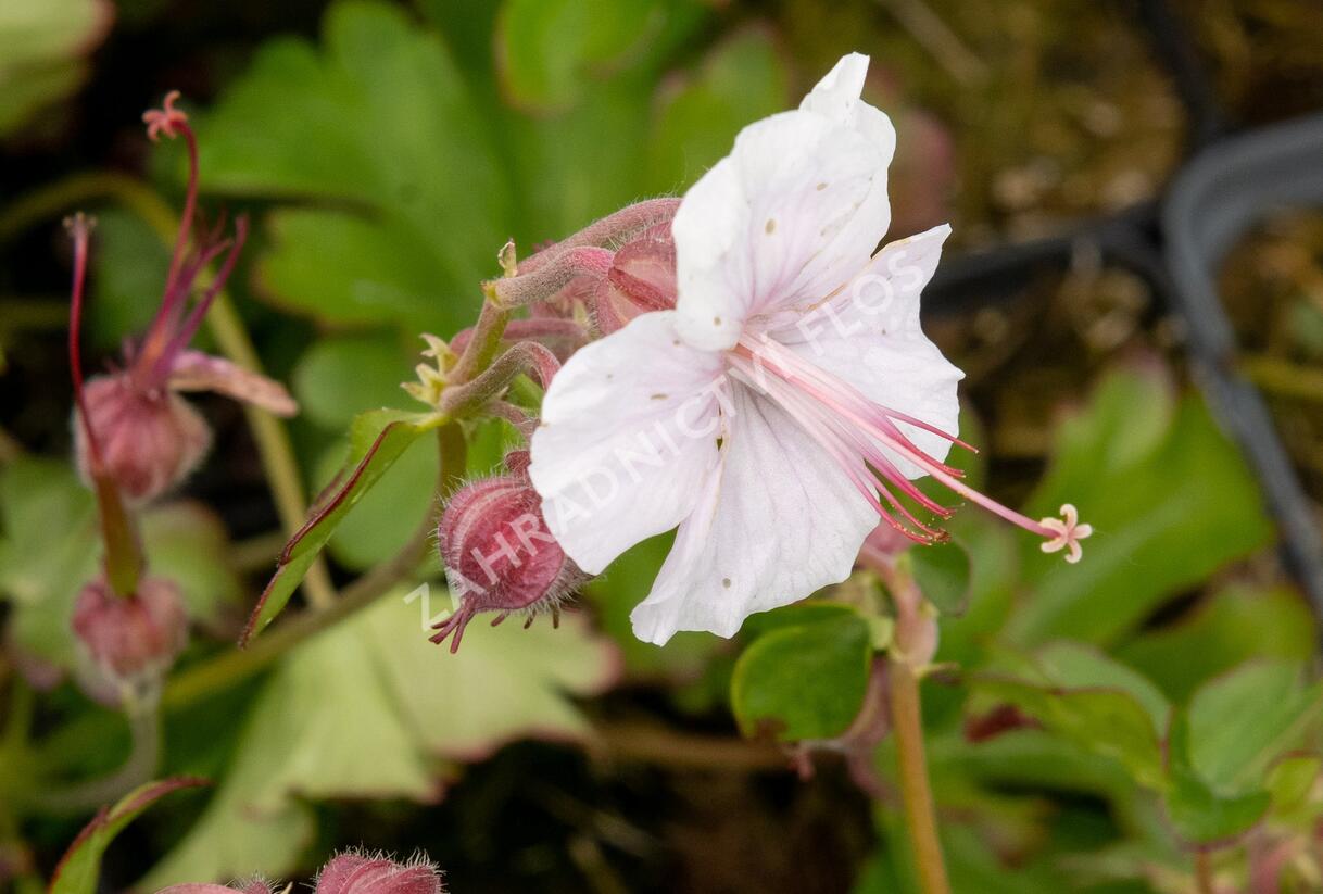 Kakost 'Lohfelden' - Geranium x cantabrigiense 'Lohfelden'