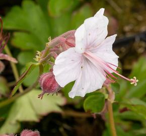 Kakost 'Lohfelden' - Geranium x cantabrigiense 'Lohfelden'