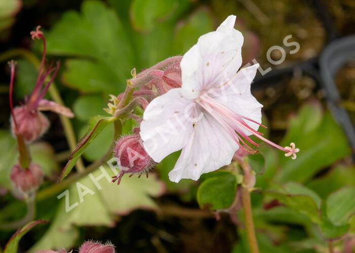 Kakost 'Lohfelden' - Geranium x cantabrigiense 'Lohfelden'