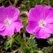 Kakost krvavý 'Max Frei' - Geranium sanguineum 'Max Frei'