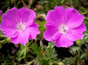 Kakost krvavý 'Max Frei' - Geranium sanguineum 'Max Frei'