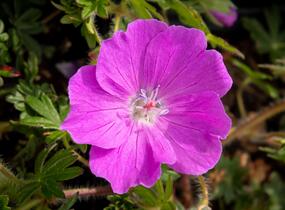 Kakost krvavý 'Max Frei' - Geranium sanguineum 'Max Frei'