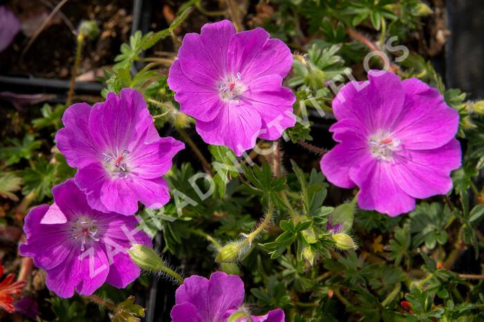Kakost krvavý 'Max Frei' - Geranium sanguineum 'Max Frei'