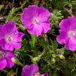 Kakost krvavý 'Max Frei' - Geranium sanguineum 'Max Frei'