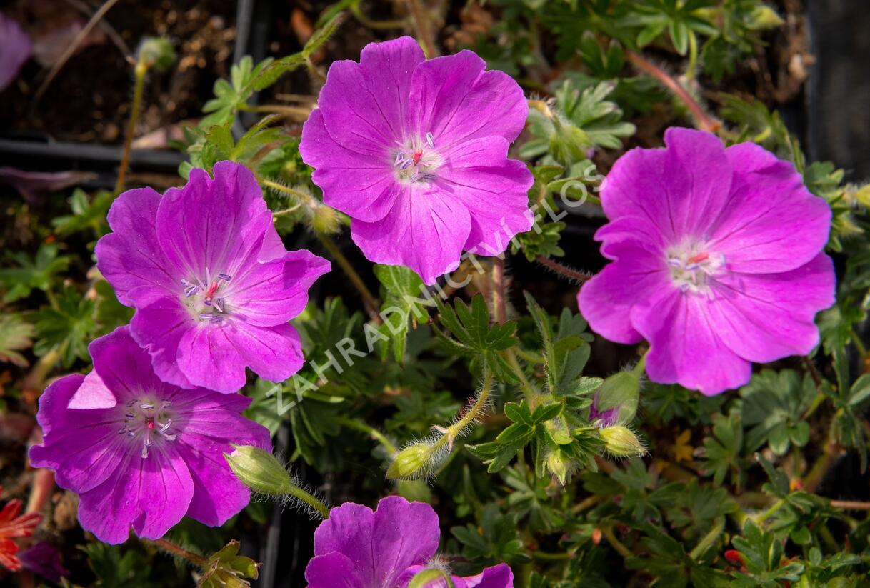 Kakost krvavý 'Max Frei' - Geranium sanguineum 'Max Frei'