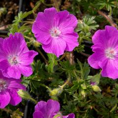 Kakost krvavý 'Max Frei' - Geranium sanguineum 'Max Frei'