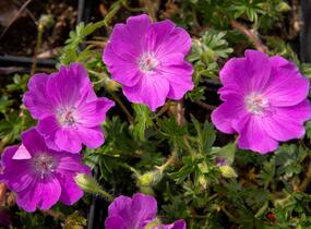 Kakost krvavý 'Max Frei' - Geranium sanguineum 'Max Frei'