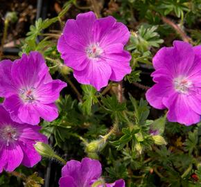 Kakost krvavý 'Max Frei' - Geranium sanguineum 'Max Frei'