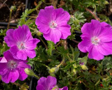 Kakost krvavý 'Max Frei'