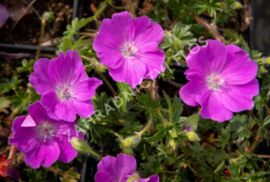 Kakost krvavý 'Max Frei' - Geranium sanguineum 'Max Frei'