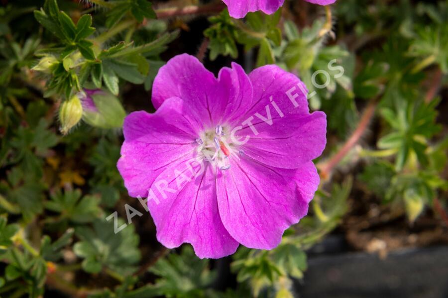 Kakost krvavý 'Max Frei' - Geranium sanguineum 'Max Frei'