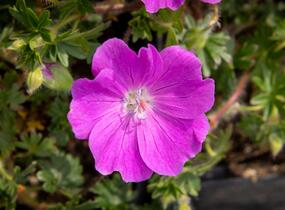 Kakost krvavý 'Max Frei' - Geranium sanguineum 'Max Frei'