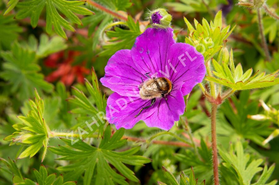 Kakost krvavý 'Tiny Monster' - Geranium sanguineum 'Tiny Monster'