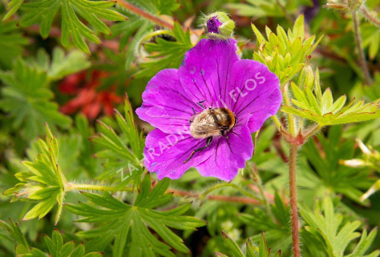 Kakost krvavý 'Tiny Monster' - Geranium sanguineum 'Tiny Monster'