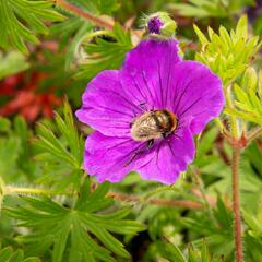 Kakost krvavý 'Tiny Monster' - Geranium sanguineum 'Tiny Monster'