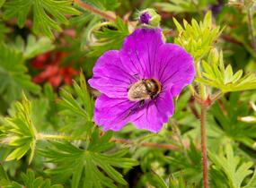 Kakost krvavý 'Tiny Monster' - Geranium sanguineum 'Tiny Monster'