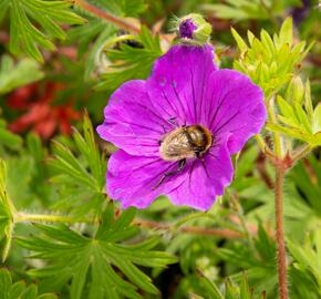 Kakost krvavý 'Tiny Monster' - Geranium sanguineum 'Tiny Monster'