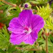 Kakost krvavý 'Tiny Monster' - Geranium sanguineum 'Tiny Monster'