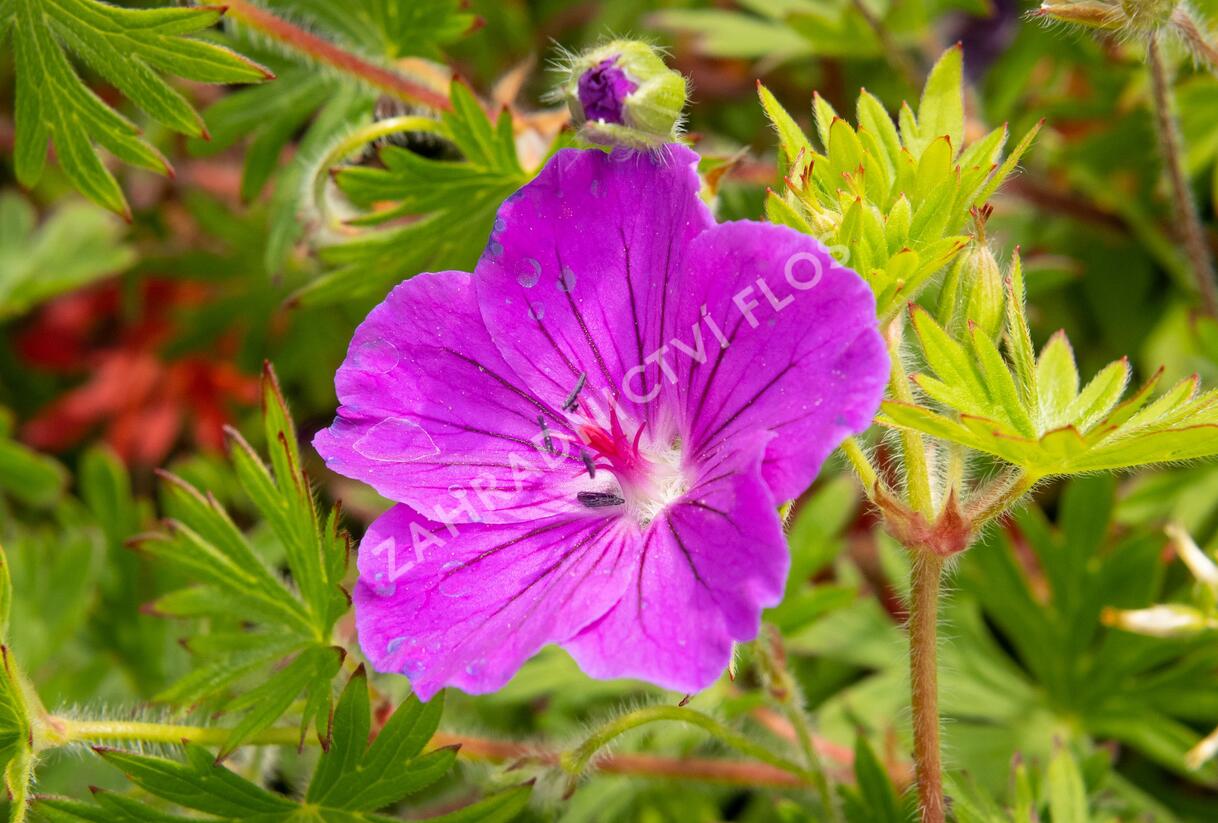 Kakost krvavý 'Tiny Monster' - Geranium sanguineum 'Tiny Monster'