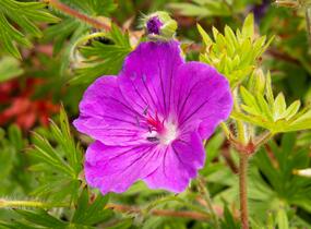 Kakost krvavý 'Tiny Monster' - Geranium sanguineum 'Tiny Monster'